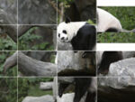 Slide dos pandas